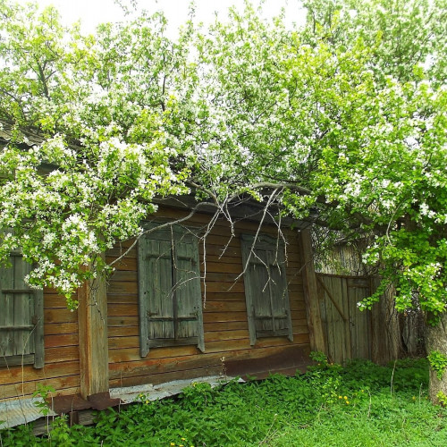 Рыжая