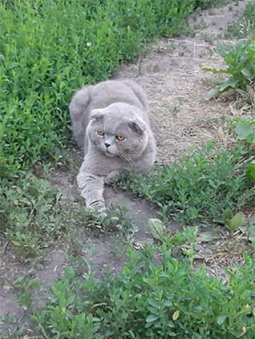 Шурик. Кошачьи истории